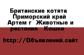 Британские котята - Приморский край, Артем г. Животные и растения » Кошки   